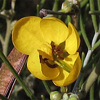 Thumbnail Picture of Senna artemisioides