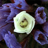 Thumbnail Picture of Limonium sinuatum