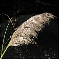 Thumbnail Picture of Cortaderia selloana