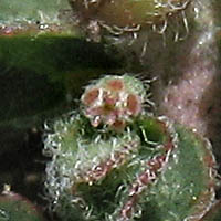 Thumbnail Picture of Euphorbia prostrata