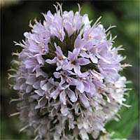 Thumbnail Picture of Mentha × piperita