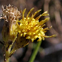 Thumbnail Picture of Golden-Fleece