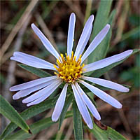 Thumbnail Picture of Symphyotrichum lanceolatum var. hesperium