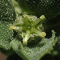 Thumbnail Picture of Atriplex suberecta