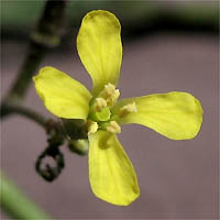 Thumbnail Picture of Oriental Mustard