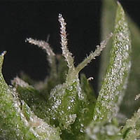 Thumbnail Picture of Atriplex serenana