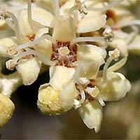 Thumbnail Picture of Buddleja saligna