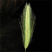 Thumbnail Picture of Wall Barley