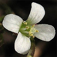 Thumbnail Picture of Cardamine oligosperma