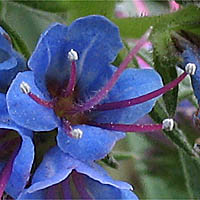 Thumbnail Picture of Echium candicans