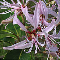 Thumbnail Picture of Cape Chestnut