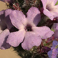 Thumbnail Picture of Verbena lasiostachys var. scabrida