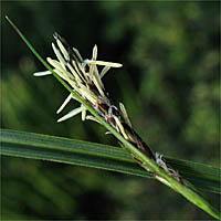 Thumbnail Picture of Round-fruited Sedge