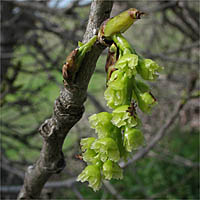 Thumbnail Picture of Fremont Cottonwood