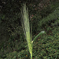 Thumbnail Picture of Hordeum vulgare