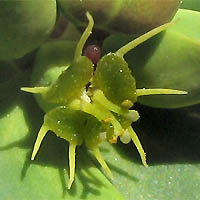 Thumbnail Picture of Terracina Spurge