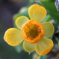 Thumbnail Picture of Berberis nevinii