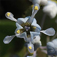 Thumbnail Picture of Greenbark Ceanothus