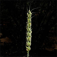 Thumbnail Picture of Triticum aestivum