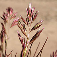 Thumbnail Picture of Schismus arabicus