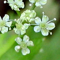 Thumbnail Picture of Apium graveolens