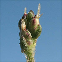 Thumbnail Picture of Plantago elongata