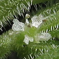 Thumbnail Picture of Yabea microcarpa