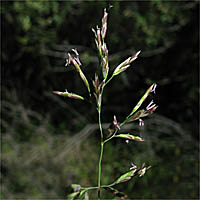 Thumbnail Picture of Poa secunda