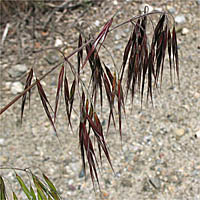 Thumbnail Picture of Bromus tectorum