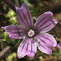 Thumbnail Picture of Cretan Mallow