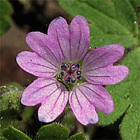 Thumbnail Picture of Dove's Foot Geranium