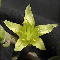 Thumbnail Picture of Dudleya multicaulis