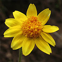 Thumbnail Picture of Lasthenia coronaria