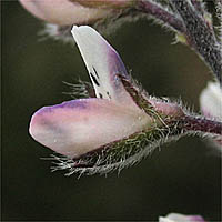 Thumbnail Picture of Dove Lupine
