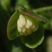 Thumbnail Picture of Rumex crispus