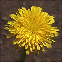 Thumbnail Picture of Hypochaeris radicata