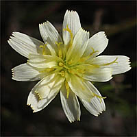 Thumbnail Picture of Brown Microseris