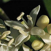 Thumbnail Picture of Cornus glabrata