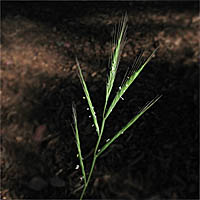 Thumbnail Picture of Brachypodium distachyon