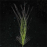 Thumbnail Picture of Elymus caput-medusae
