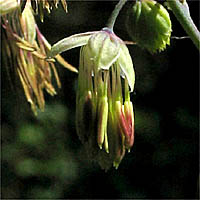 Thumbnail Picture of Thalictrum fendleri var. fendleri