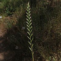 Thumbnail Picture of Festuca perennis