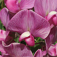 Thumbnail Picture of Lathyrus latifolius