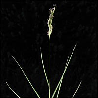 Thumbnail Picture of Distichlis spicata