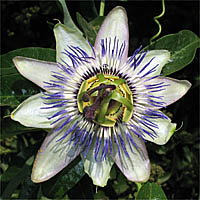 Thumbnail Picture of Passiflora caerulea