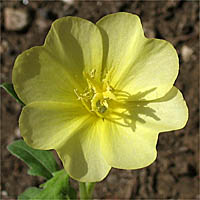 Thumbnail Picture of Oenothera laciniata