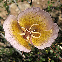 Thumbnail Picture of Calochortus weedii var. intermedius