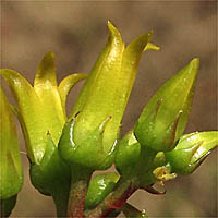 Thumbnail Picture of Santa Monica Mountains Dudleya