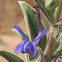 Thumbnail Picture of Trichostema lanceolatum