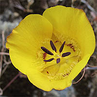 Thumbnail Picture of Calochortus clavatus var. gracilis